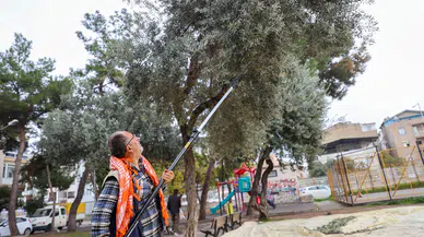Buca’da zeytin hasadı zamanı