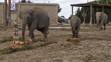 İzmir Doğal Yaşam Parkı'nda Fil İzmir'in 14. Yaş Günü Kutlandı, Ziyaretçiler Büyülenerek İzledi