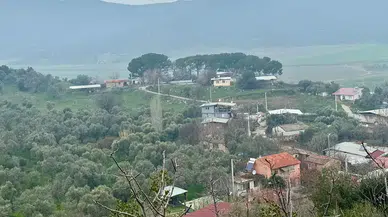 İzmir’de Ağaçlar Kesilmeye Devam Ediyor! Tire-Belevi Yolu’ndaki Çevresel Kriz Büyüyor