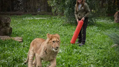 İzmir’de Yavru Aslan Operasyonu! Çiftlikten Kurtarıldı, Yeni Yuvasına Kavuştu
