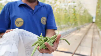 Buca Belediyesi’nin serasına hain saldırı