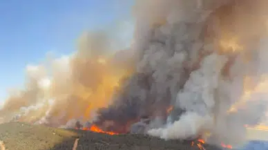Foça’nın Kalbinde Orman Yangını!
