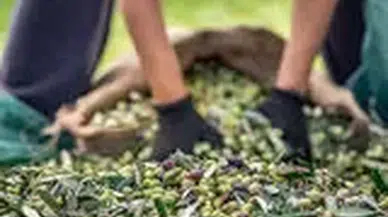 30 bin kilometre uçtular Türkiye’nin Avustralya’ya zeytin ve zeytinyağı ihracatını yüzde 143 artırdılar