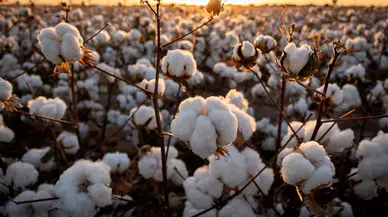 TİM İlk 1000 Listesi’ne Ege Bölgesi’nden 12 tekstil ve hazır giyim firması girdi