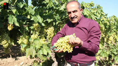 Sultani çekirdeksiz taze üzüm ihracatında 2025 hedefi 100 milyon dolar