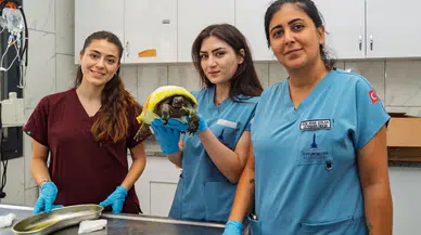 İzmir’de yangından kurtarılan kaplumbağanın tedavisi sürüyor