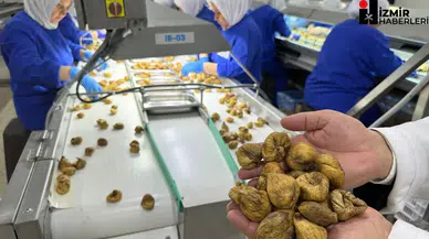 Kuru incirde aflatoksin ve okratoksinle mücadele için üreticilere 19 bin kerevet dağıtıldı