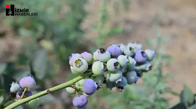 İzmir’in İlk Toprağa Dikim Bluueberry’leri Hasat Edildi..