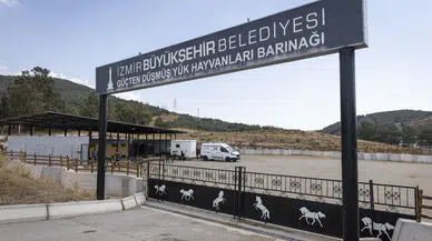 Buca'daki haralara terk edilen sahipsiz atlar Pako'da