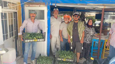 Urla Belediyesi’nden üreticiye 50 bin adet sebze fidesi