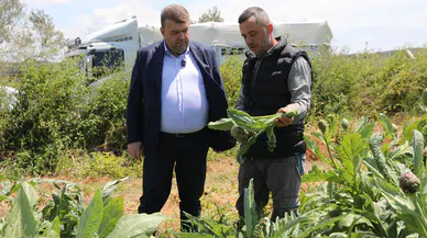Seferihisar’ın bereketli topraklarında yetişen enginar için hasat sezonu başladı