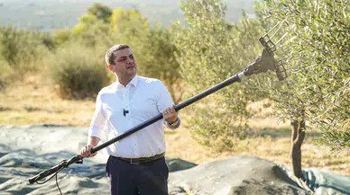 Torbalı’da Zeytin Hasadı Markaya Dönüştü: Metropolis