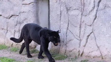 Doğal Yaşam Parkı’nın jaguarı Juliet yaşama veda etti