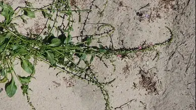 Egeli Akademisyen AB Destekli “HALO-FORCE” Projesinde yer aldı