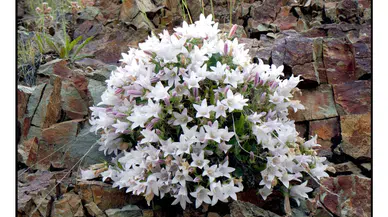 EÜ’nün “Çan Çiçeği” projesine TÜBİTAK desteği