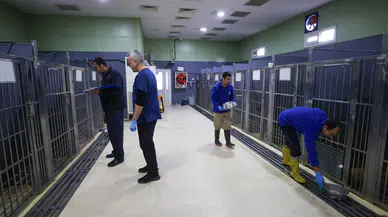 Buca’nın can dostlarına “beş yıldızlı” bakım