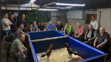 İzmir’de horoz dövüşü operasyonu: Çiftlik mühürlendi, 130 bin lira ceza kesildi