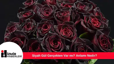 Siyah Gül Gerçekten Var mı? Anlamı Nedir?