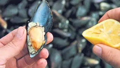 İzmir Körfezi’ndeki kum midyelerinde parazit çıktı