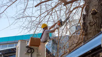 Karşıyaka’da budama seferberliği: Ağaçlar bahara hazırlanıyor
