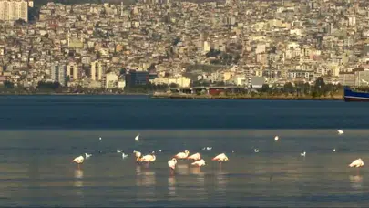 İzmir Körfezi’ndeki Temizlik Çalışmaları, Doğayı Yeniden Canlandırıyor