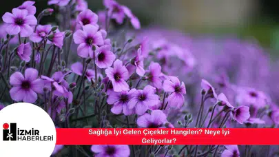 Sağlığa İyi Gelen Çiçekler Hangileri? Neye İyi Geliyorlar?