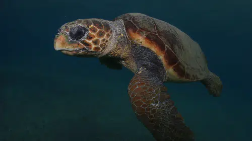 Kuşadası ve Selçuk'ta 3 caretta caretta sahilde ölü bulundu