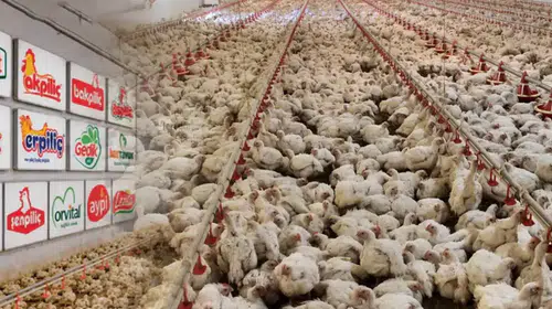 Tavuk Eti Sektöründe Fiyat Tekeli: Müfettiş Raporunun Gizli Detayları