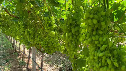 Manisa üzümünde sıcaklık alarmı: Hasadı kurtaracak altın değerinde tavsiyeler