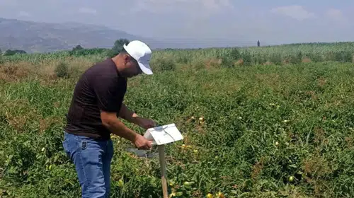 Köşk’te bereketli hasat için saha mesaisi: Uzmanlar ürün gelişimini mercek altına aldı