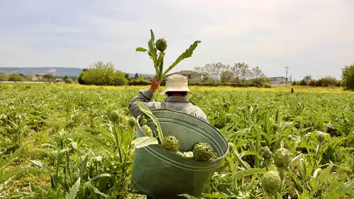 Uluslararası Urla Enginar Festivali 1-2-3 Mayıs’ta