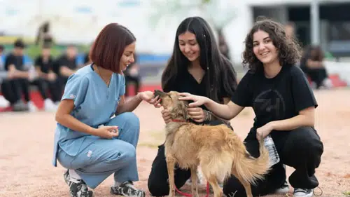 Büyükşehir’den Dikili’ye tam teşekküllü sokak hayvanları kampüsü