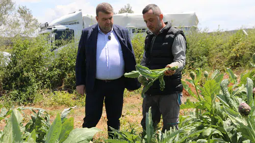 Seferihisar’ın bereketli topraklarında yetişen enginar için hasat sezonu başladı