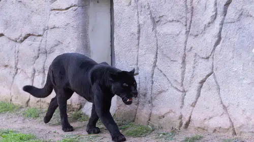 Doğal Yaşam Parkı’nın jaguarı Juliet yaşama veda etti