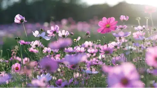 2026 Cemre Düşme Tarihleri ve Anlamı