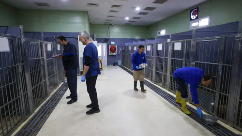 Buca’nın can dostlarına “beş yıldızlı” bakım