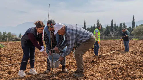 Kesilen cevizlerin yerine umut filizlendi