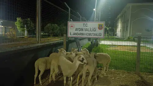 Koçarlı’da besiciyi şoke eden hırsızlık: Jandarma şüpheliyi cezaevine gönderdi