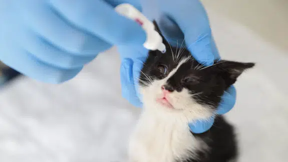 Konak’ta yıkıma can dostu mola