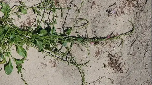 Egeli Akademisyen AB Destekli “HALO-FORCE” Projesinde yer aldı