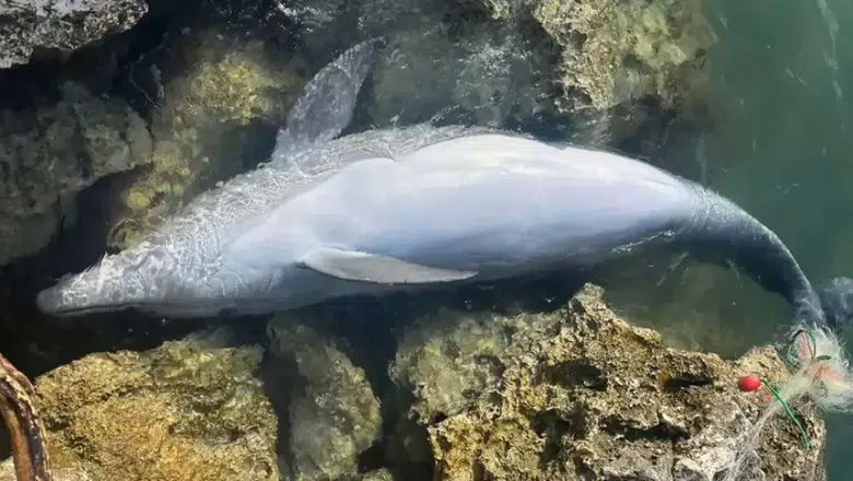İzmir'de balıkçı ağına takılan yunus karaya vurdu, kurtarılamadı
