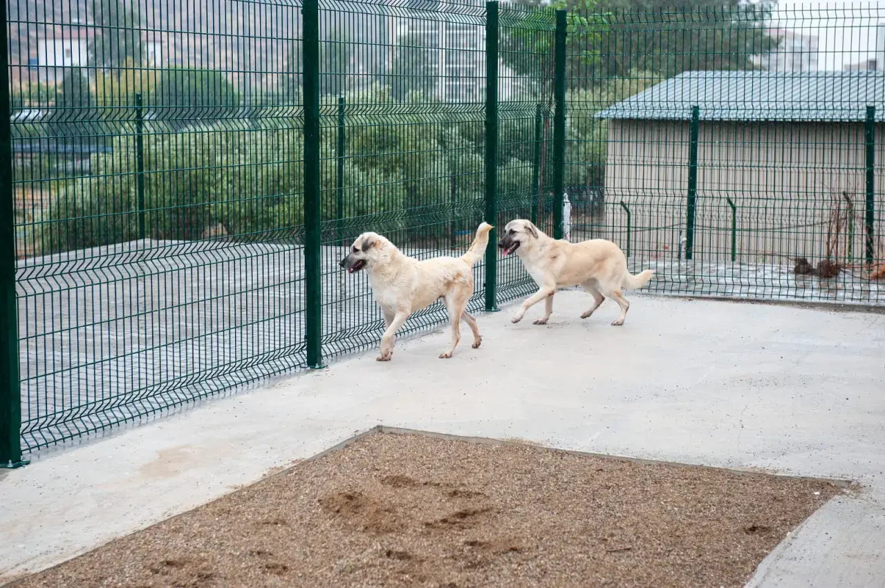 Karşıyaka Belediyesi tarafından, Bakioğlu Holding Yönetim Kurulu Başkanı Cem Bakioğlu'nun destekleriyle inşa edilen “Bakioğlu Can Dostlarımız Yaşam Merkezi ve Bakımevi” 3 Ekim’de törenle hizmete açılıyor. Karşıyaka’ya alanında örnek bir tesis kazandırdıklarını söyleyen Belediye Başkanı Yıldız Ünsal “Söz verdik, yerine getirdik. Şimdi coşku ve heyecanımızı paylaşma zamanı. Tüm hayvansever vatandaşlarımızı açılışımıza bekliyoruz” dedi.