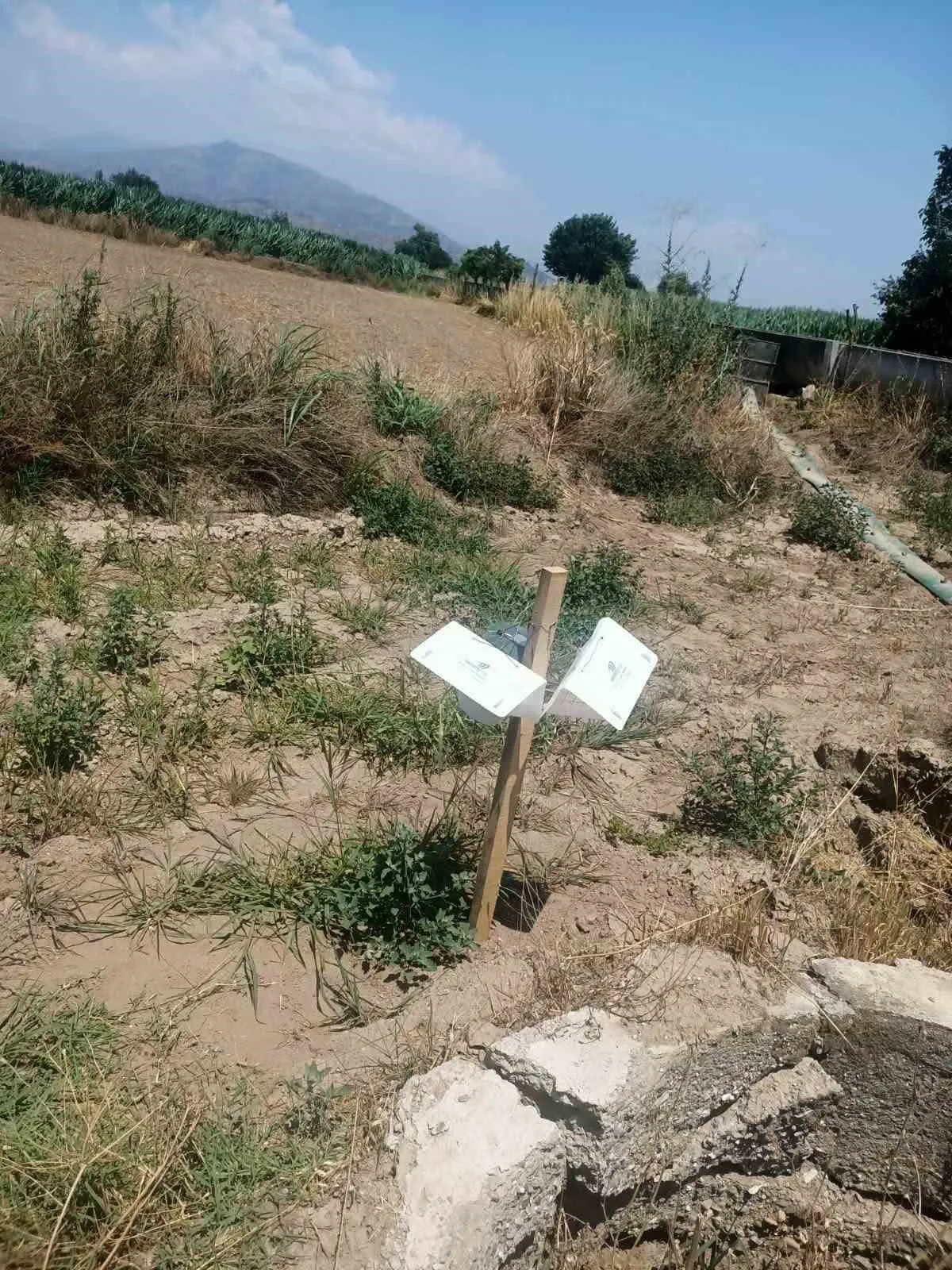 Köşk’te bereketli hasat için saha mesaisi: Uzmanlar ürün gelişimini mercek altına aldı