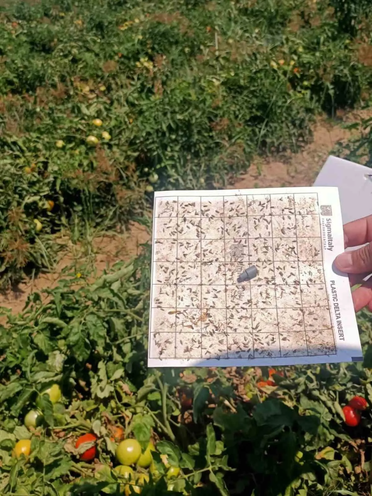 Köşk’te bereketli hasat için saha mesaisi: Uzmanlar ürün gelişimini mercek altına aldı