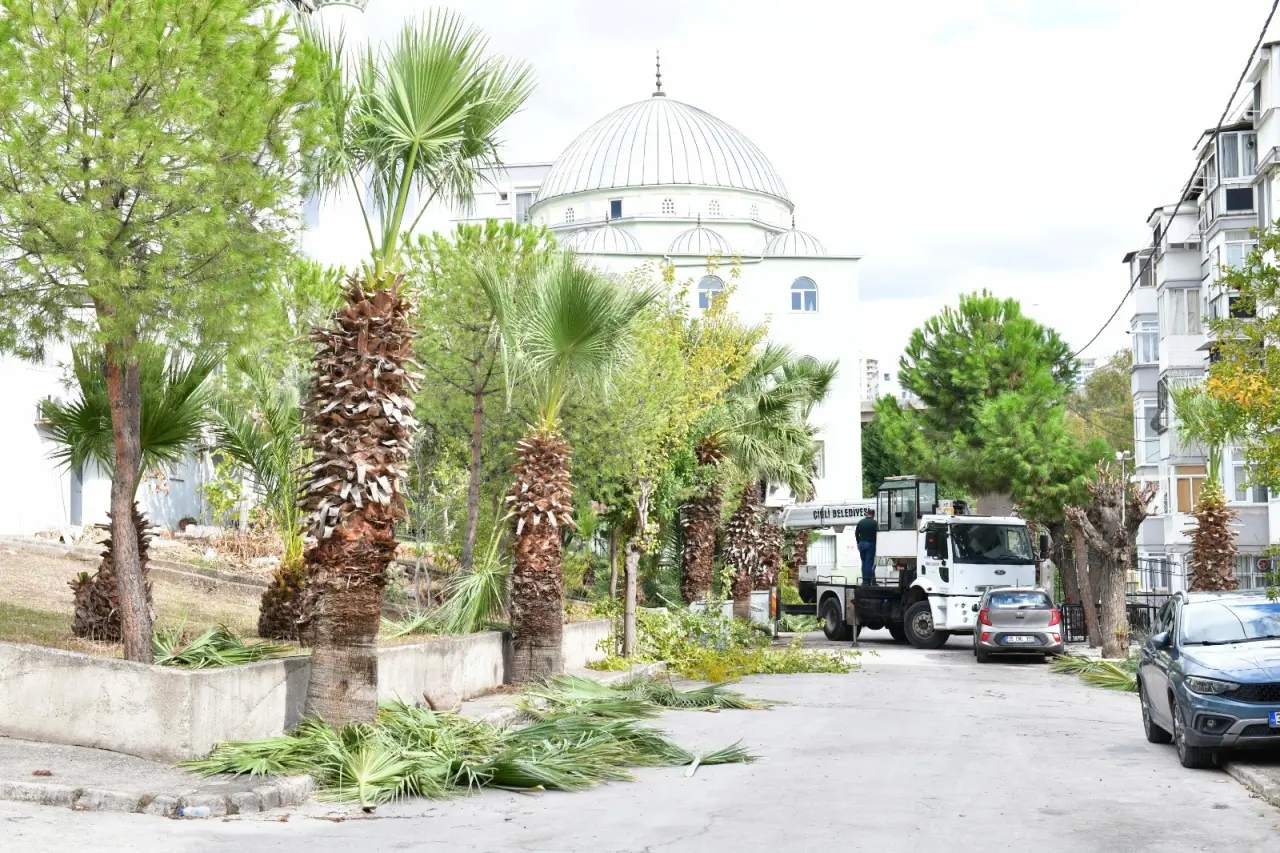 Çiğli Belediyesi, çevre düzenleme ve bakım çalışmalarını sonbahar mevsiminde de hız kesmeden sürdürüyor. Park ve Bahçeler Müdürlüğü ekipleri, yaz boyunca yürütülen ağaç budama faaliyetlerine Aydınlıkevler Mahallesi’nde devam ediyor.