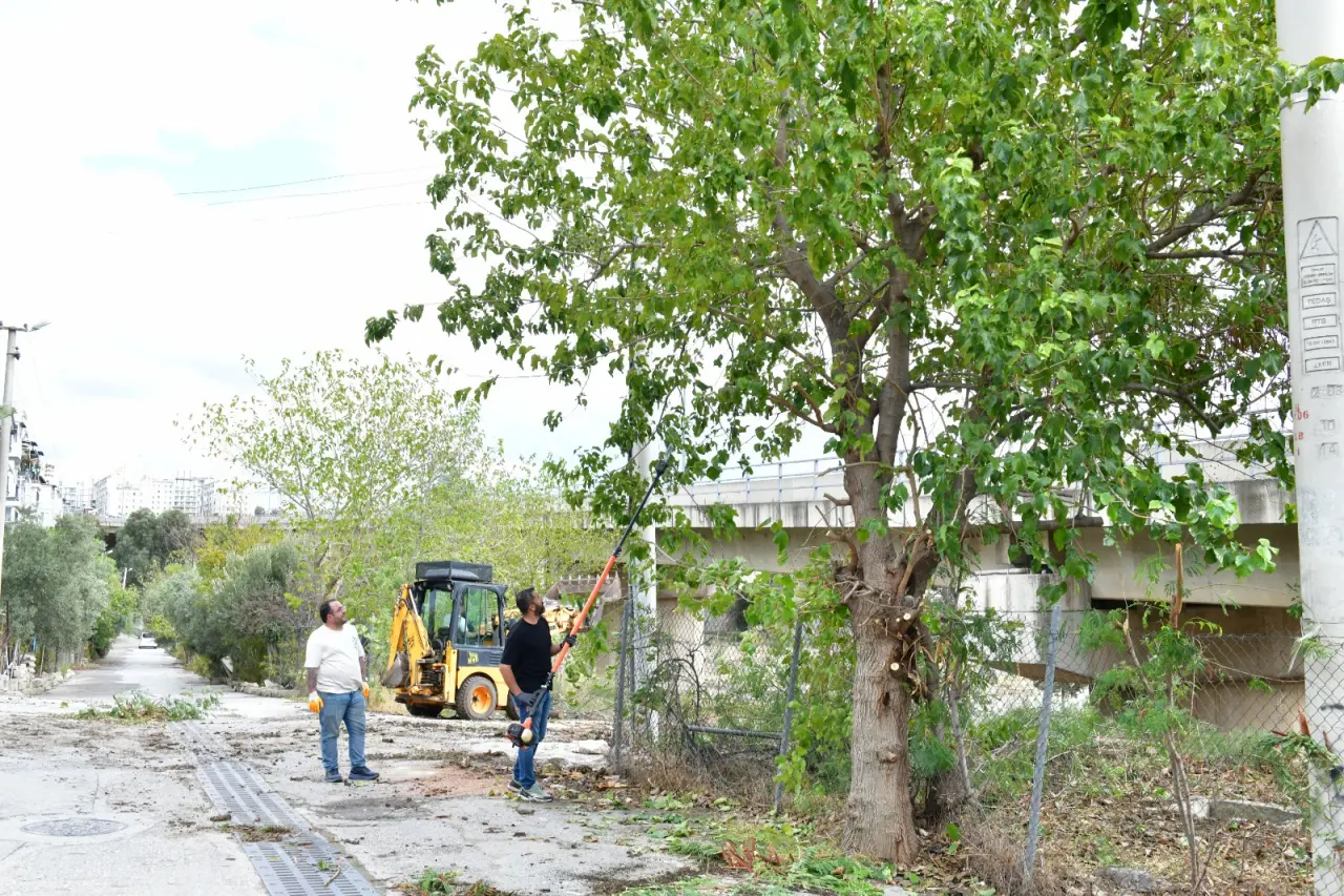 Çiğli Belediyesi, çevre düzenleme ve bakım çalışmalarını sonbahar mevsiminde de hız kesmeden sürdürüyor. Park ve Bahçeler Müdürlüğü ekipleri, yaz boyunca yürütülen ağaç budama faaliyetlerine Aydınlıkevler Mahallesi’nde devam ediyor.