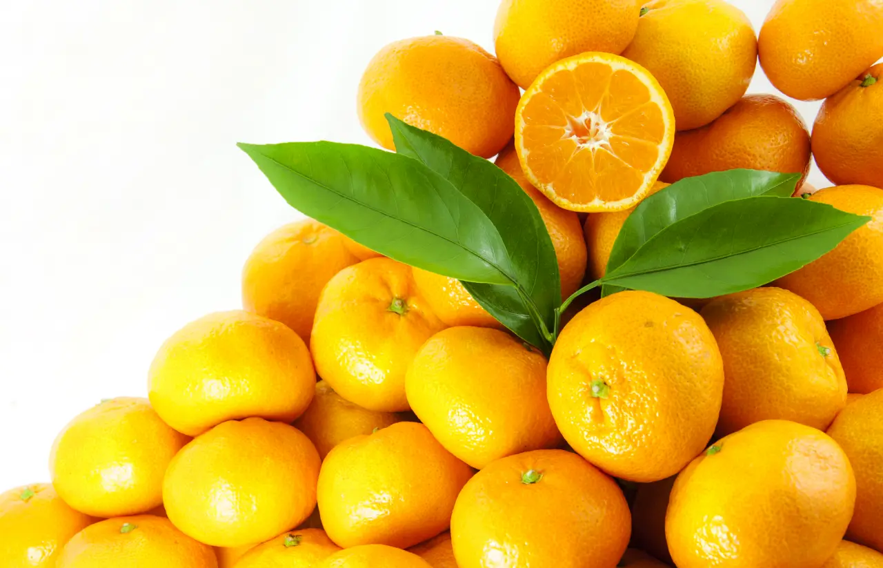 İnce kabuğu, yoğun aroması ve yüksek meyve suyu oranıyla öne çıkan satsuma mandalinada hasat ve ihracat heyecanı başladı.