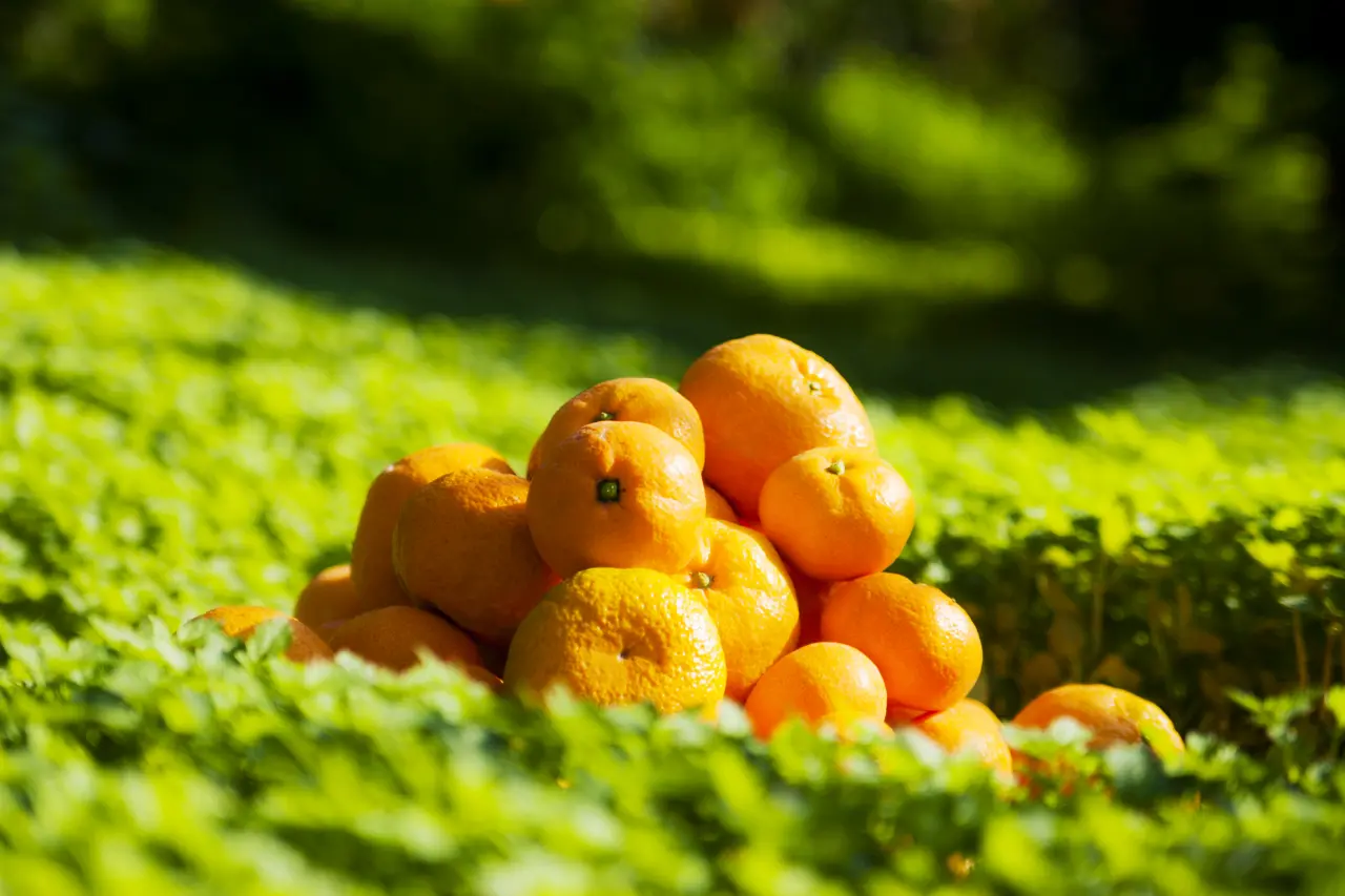 İnce kabuğu, yoğun aroması ve yüksek meyve suyu oranıyla öne çıkan satsuma mandalinada hasat ve ihracat heyecanı başladı.
