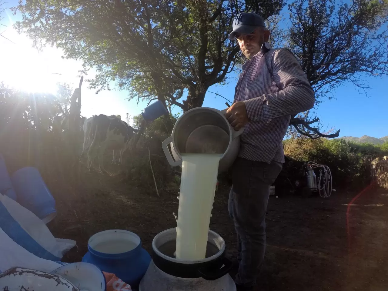 Süt sektöründeki ekonomik kriz derinleşiyor! İzmir Köy-Koop Birliği, sıcak süt için taban fiyat belirsizliği ve artan maliyetlerle ilgili acil çözüm talep ediyor.