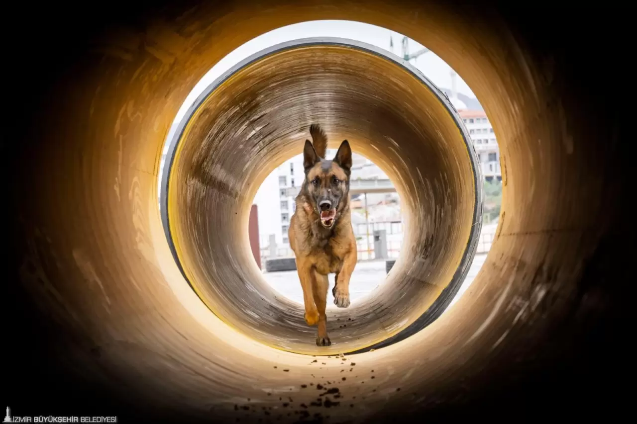 İzmir'in özel eğitimli köpekleri Asil, Bety ve Magie, deprem enkazlarında hayat kurtarıyor. Onların başarı öyküsü göreni duygulandırıyor!